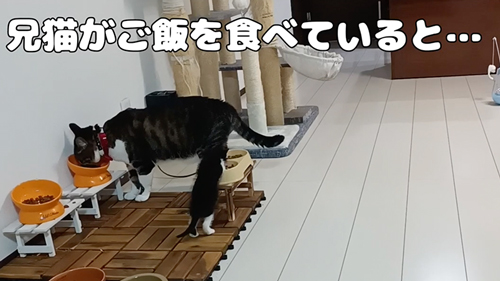 兄猫移動