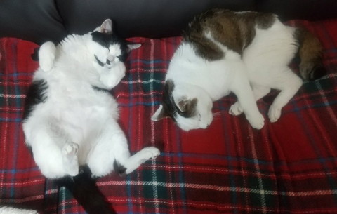 ブランケットで寝る猫2匹