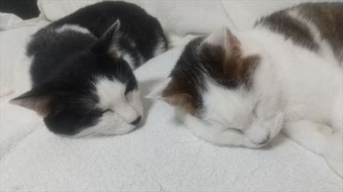 パイル素材の上で寝る猫2匹