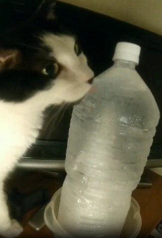 ペットボトルキャップ下なめる猫