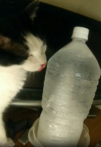 舌なめずりして目つむる猫