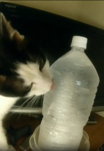 ペットボトル中間なめる猫