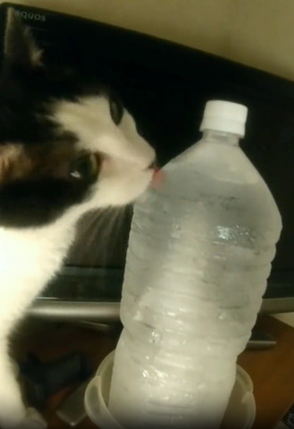 ペットボトル上の方なめる猫