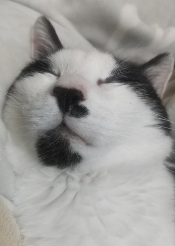 猫ちゃん寝顔アップ