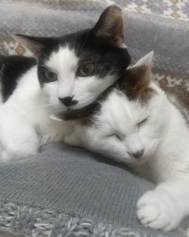 同居猫ちゃんにアゴ乗せ