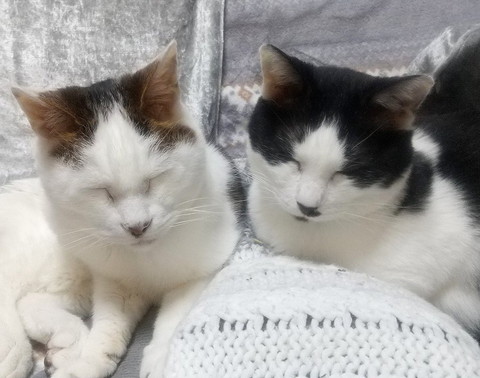 並んで寝る猫2匹