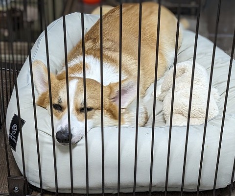 布団で笑顔のワンコ