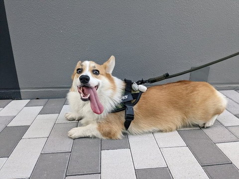 舌長いワンコ上向き