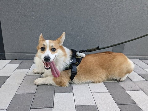 舌長いワンコ正面