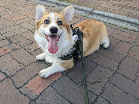 上見上げてるワンコ