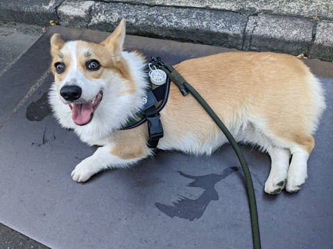 コンクリの上に転がるワンコ