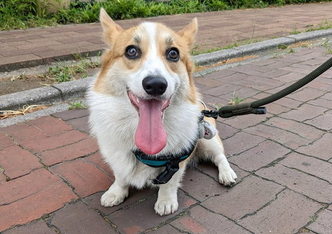 女の子座りするコーギー