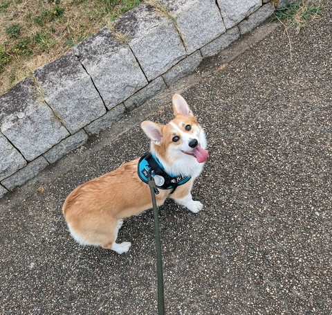 振り返ってみあげるワンコ