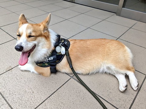 伏せして目閉じるワンコ