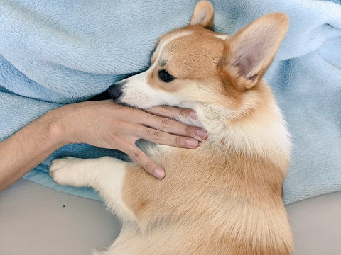 飼い主の手をくわえてるワンコ