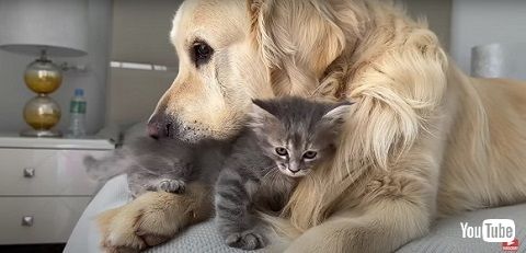 子猫とワンコたち