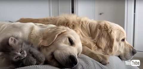 子猫とワンコたち