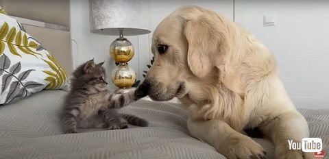 子猫とワンコたち