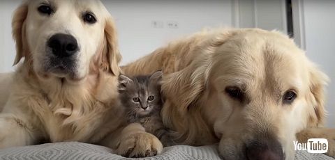 子猫とワンコたち