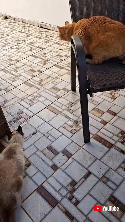 キジバトを狙う猫たち