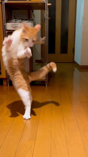 飛び上がった猫