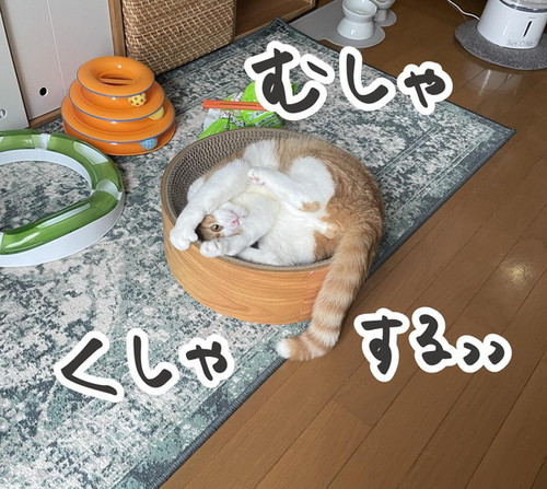 難解なポーズの猫