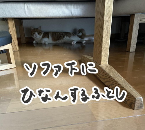 ソファの下の猫