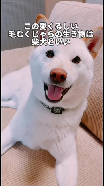 柴犬の虜