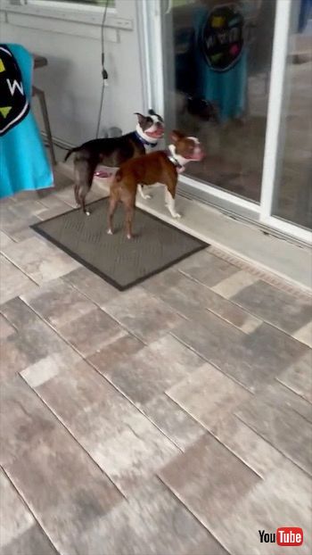 スライドする犬