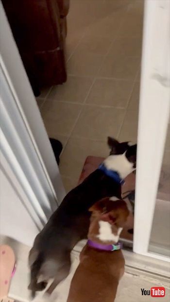 スライドする犬