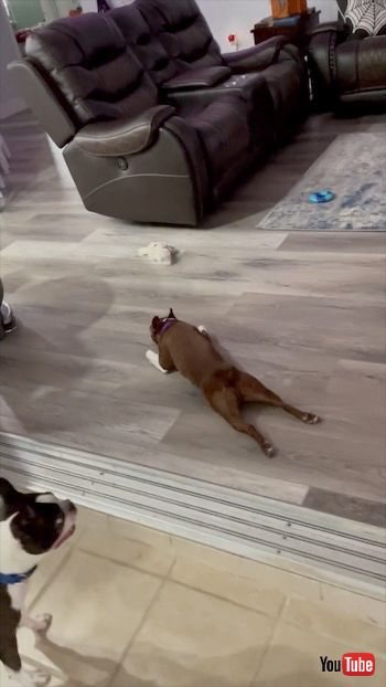 スライドする犬