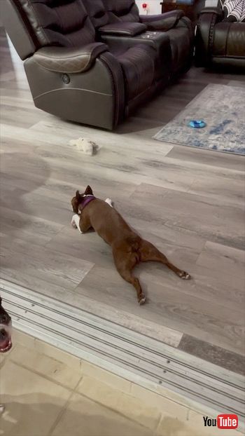 スライドする犬