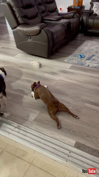 スライドする犬