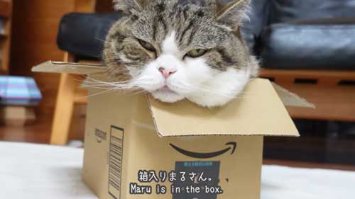 猫 愛の箱を覗く ※額装済み chra-gs1-main.jpg