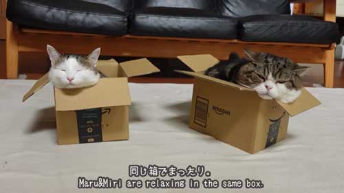 3匹の猫に同じサイズの箱をプレゼントしてみると…… モフモフが