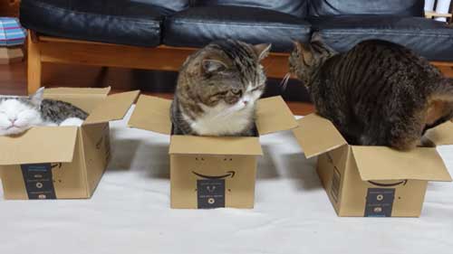 同じサイズの箱に入る3匹の猫