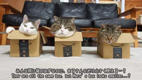 猫 愛の箱を覗く ※額装済み 猫 愛の箱を覗く ※額装済み