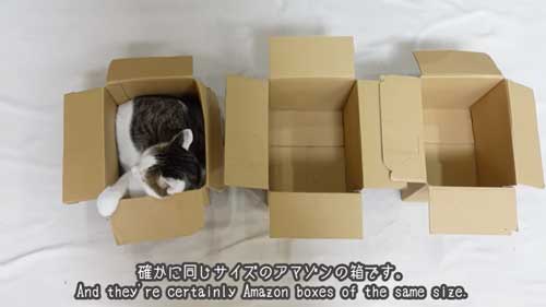 同じサイズの箱に入る3匹の猫