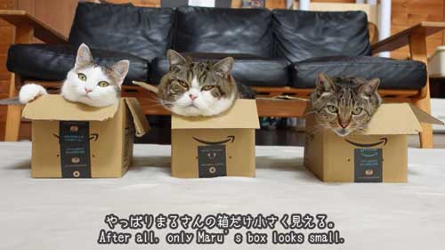 猫 愛の箱を覗く ※額装済み 3匹の猫に同じサイズの箱をプレゼントしてみると…… モフモフが