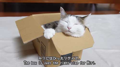 同じサイズの箱に入る3匹の猫