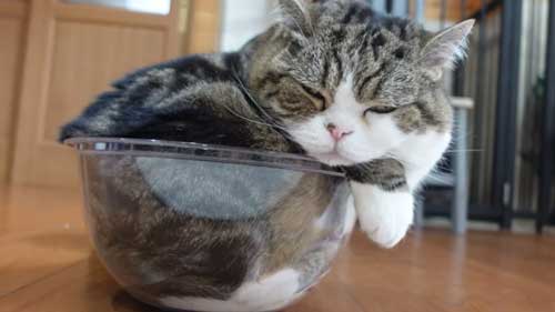 3匹の猫に同じサイズの箱をプレゼントしてみると…… モフモフが