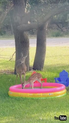 「Fawn Tries The Kiddie Pool || ViralHog」