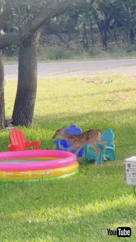 「Fawn Tries The Kiddie Pool || ViralHog」