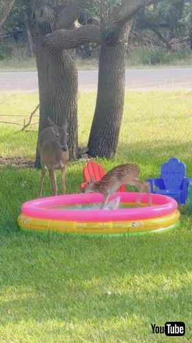 「Fawn Tries The Kiddie Pool || ViralHog」