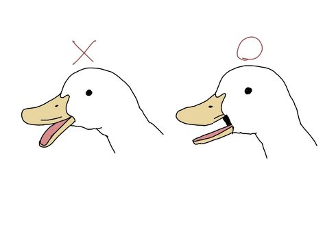 くちばし　アヒル