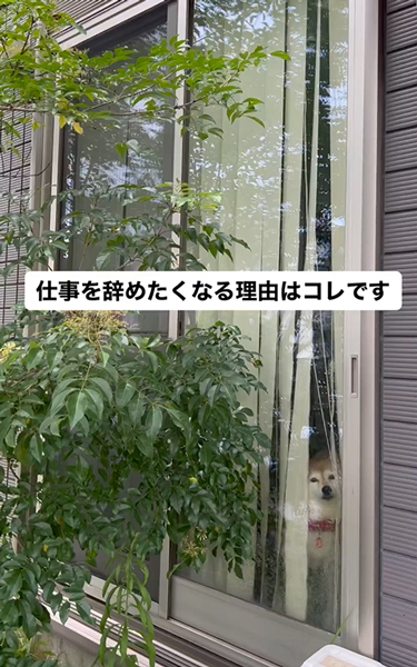 哀愁漂うお見送りをする柴犬