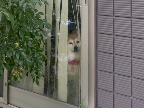 柴犬のうるうるな表情