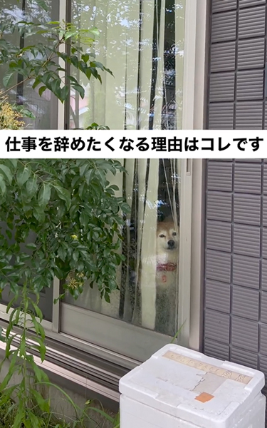 行っちゃうの？な柴犬