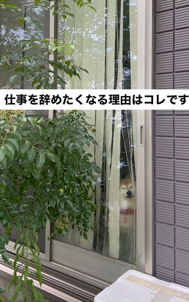 悲しそうな柴犬