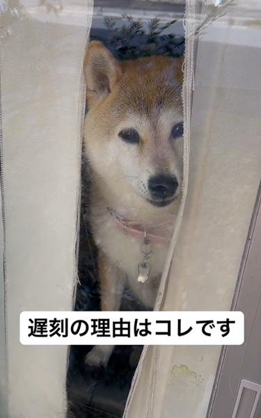 見つめる柴犬